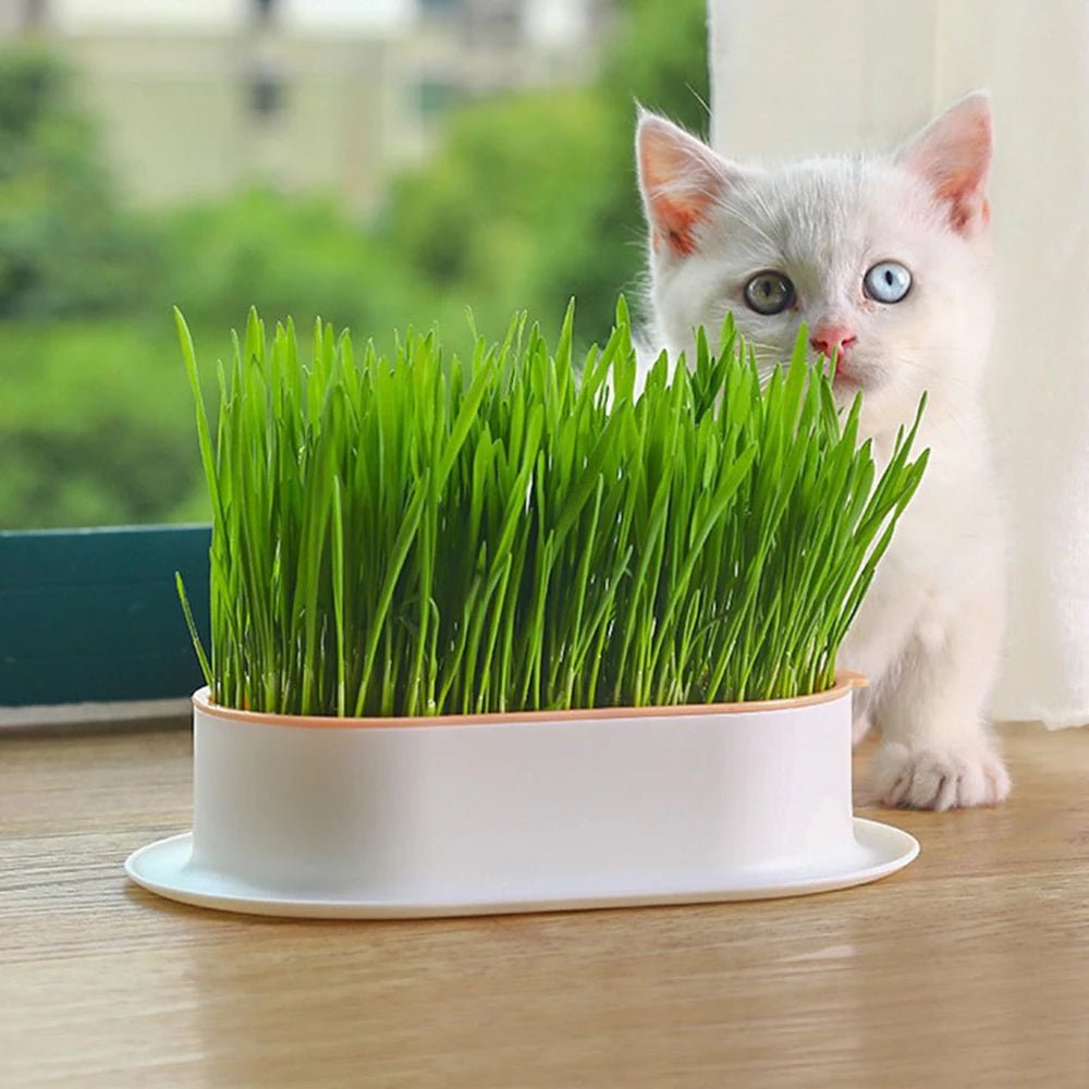 Cat Grass Growing Kit – Hydroponic Sprout Dish & Greenhouse for Healthy Digestion - YourCatNeeds