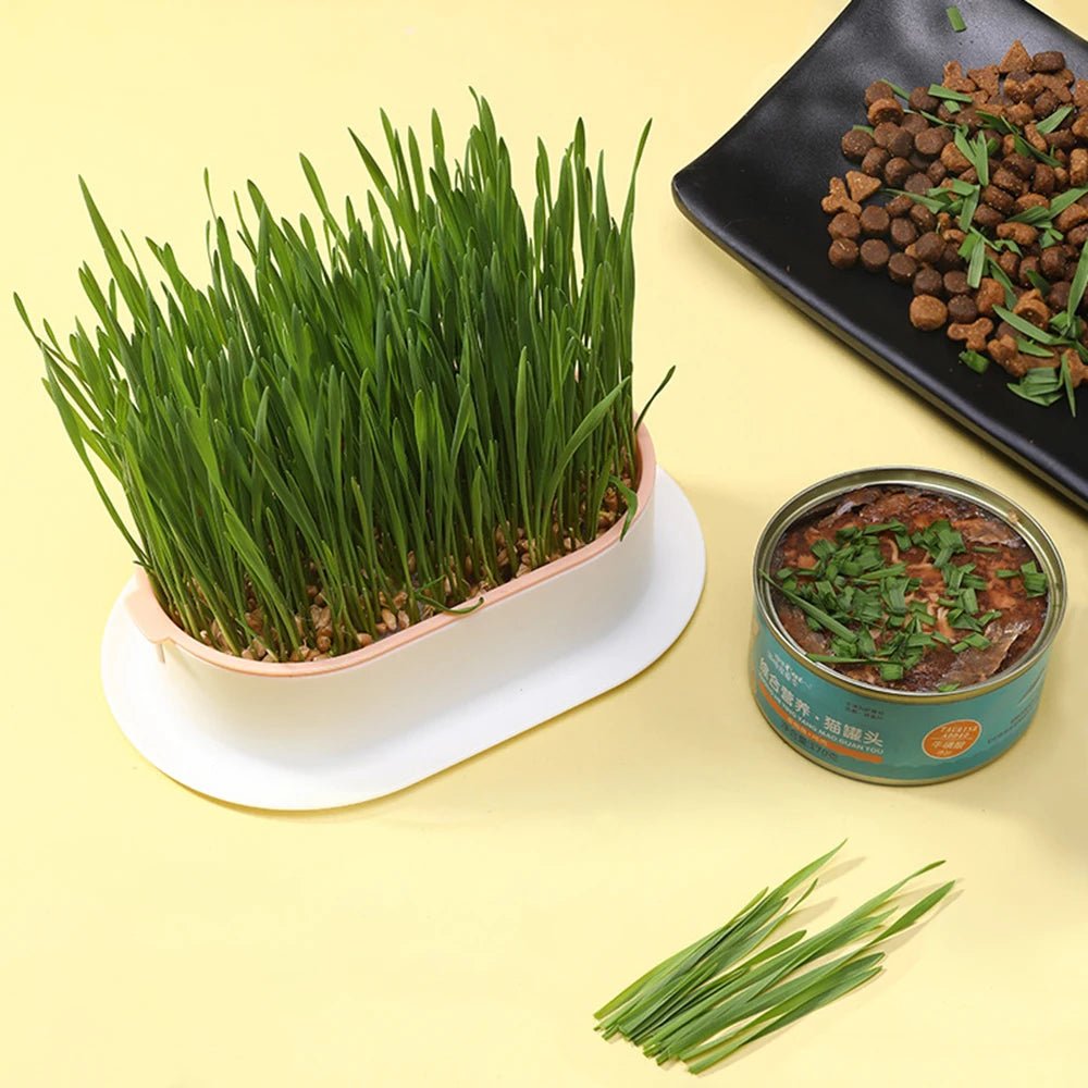 Cat Grass Growing Kit – Hydroponic Sprout Dish & Greenhouse for Healthy Digestion - YourCatNeeds