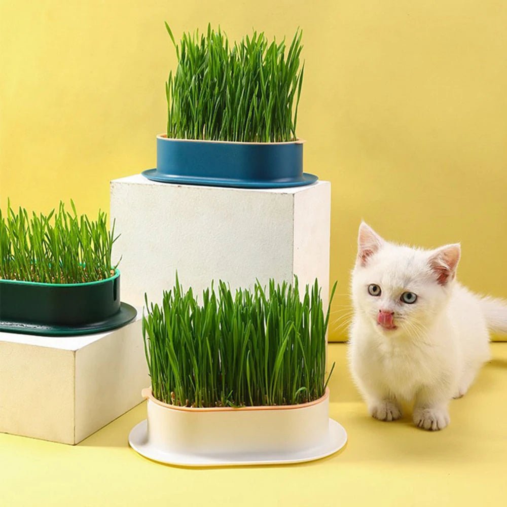 Cat Grass Growing Kit – Hydroponic Sprout Dish & Greenhouse for Healthy Digestion - YourCatNeeds