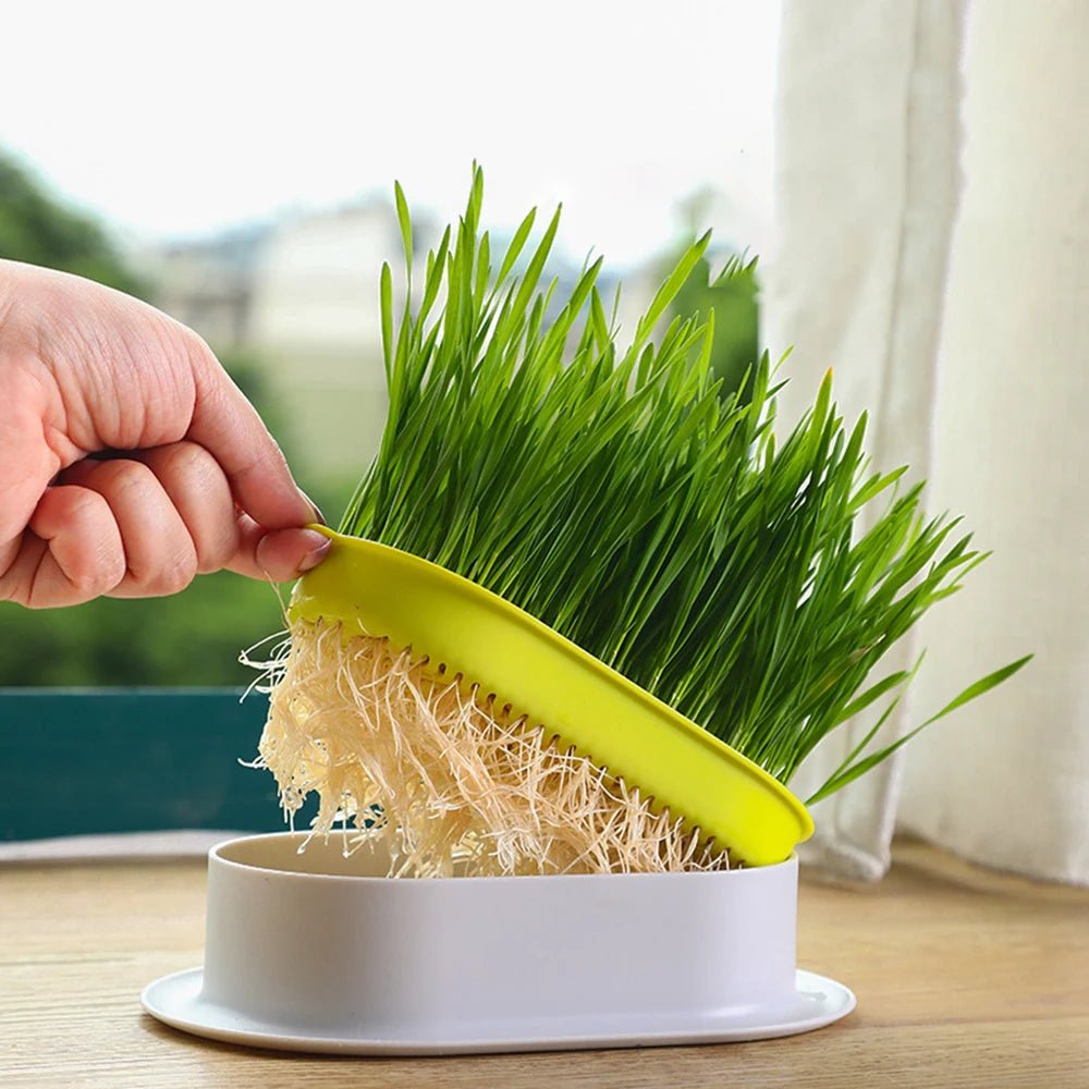 Cat Grass Growing Kit – Hydroponic Sprout Dish & Greenhouse for Healthy Digestion - YourCatNeeds