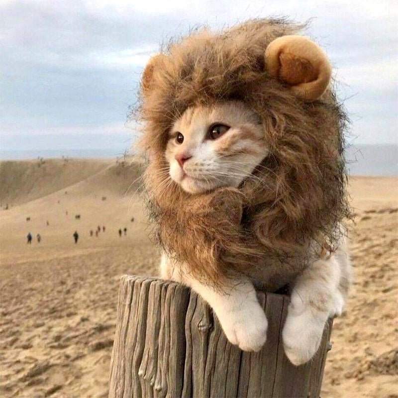 Lion Costume - YourCatNeeds