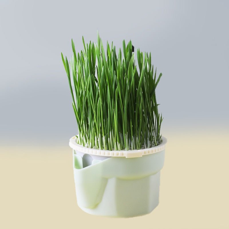 Organic Hydroponic Cat Grass Kit - No Soil Required - YourCatNeeds