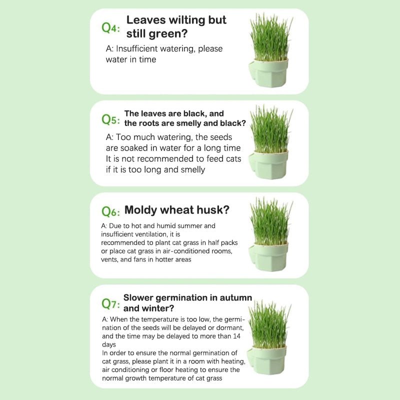 Organic Hydroponic Cat Grass Kit - No Soil Required - YourCatNeeds